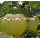 Chinese fresh green apple for sale