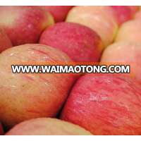 Chinese fresh sweet apple wholesale